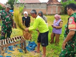 Danramil dan Babinsa Laksanakan Panen Padi, Dukung Program HANPANGAN