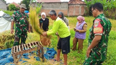Danramil dan Babinsa Laksanakan Panen Padi, Dukung Program HANPANGAN